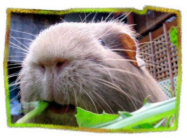 Дина Бакулина - Зачем живут патиссоны?