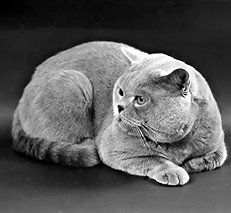 Екатерина Константинова - Домашние кошки