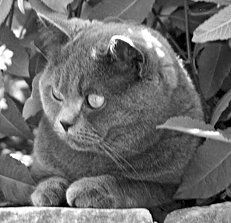 Екатерина Константинова - Домашние кошки