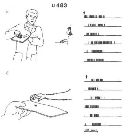 Вилейанур Рамачандран - Мозг рассказывает. Что делает нас людьми