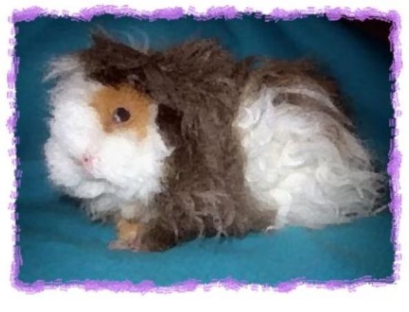 Дина Бакулина - Зачем живут патиссоны?