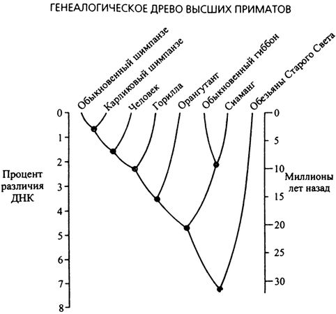 Джаред Даймонд - Третий шимпанзе