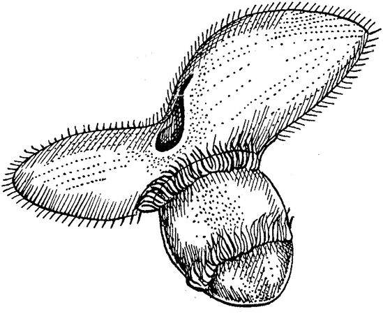 Юлия Касаткина - Я познаю мир. Ботаника