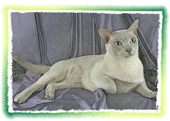 Дина Бакулина - Зачем живут патиссоны?