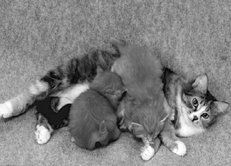 Екатерина Константинова - Домашние кошки