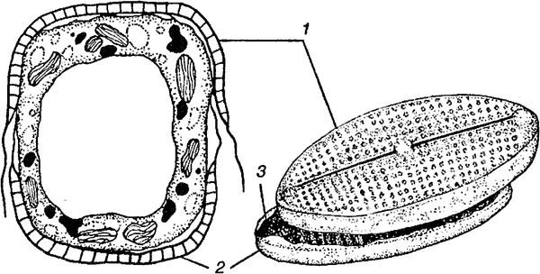 Юлия Касаткина - Я познаю мир. Ботаника