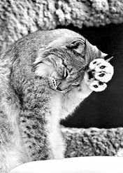 Екатерина Константинова - Домашние кошки