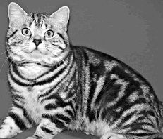 Екатерина Константинова - Домашние кошки