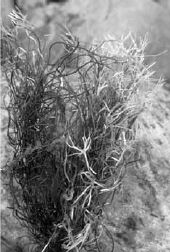 Викентий Преображенский - Удивительная океанология