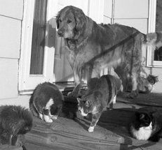 Екатерина Константинова - Домашние кошки