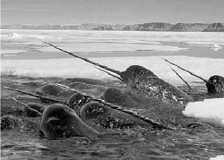 Викентий Преображенский - Удивительная океанология