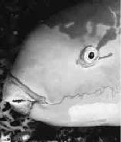 Викентий Преображенский - Удивительная океанология