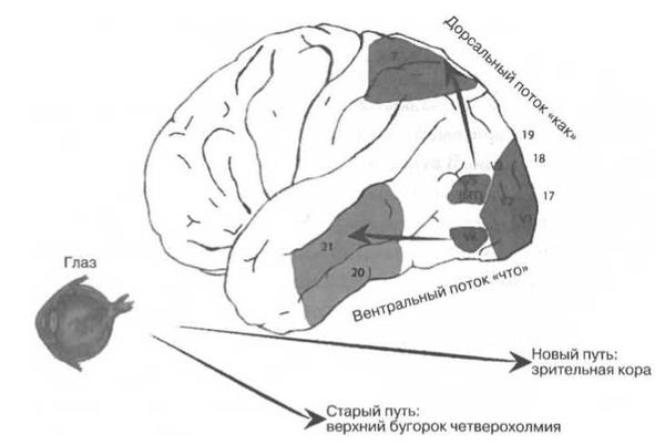 Вилейанур Рамачандран - Мозг рассказывает. Что делает нас людьми
