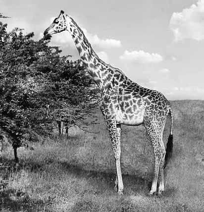 Дмитрий Бердышев - Самые необычные животные