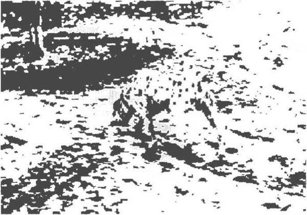 Вилейанур Рамачандран - Мозг рассказывает. Что делает нас людьми