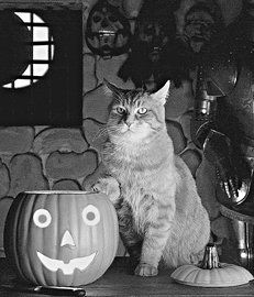 Екатерина Константинова - Домашние кошки