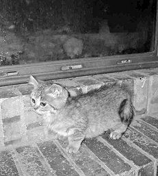 Екатерина Константинова - Домашние кошки