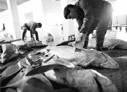 Викентий Преображенский - Удивительная океанология