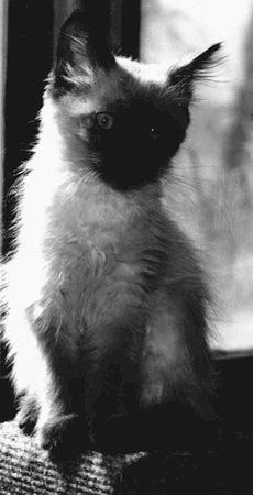 Екатерина Константинова - Домашние кошки