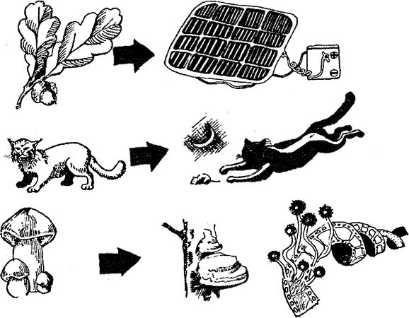 Юлия Касаткина - Я познаю мир. Ботаника