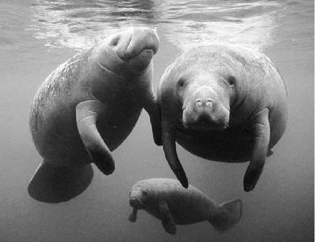 Викентий Преображенский - Удивительная океанология