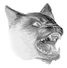 Екатерина Константинова - Домашние кошки