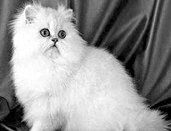 Домашние кошки