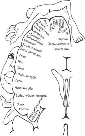 Вилейанур Рамачандран - Мозг рассказывает. Что делает нас людьми