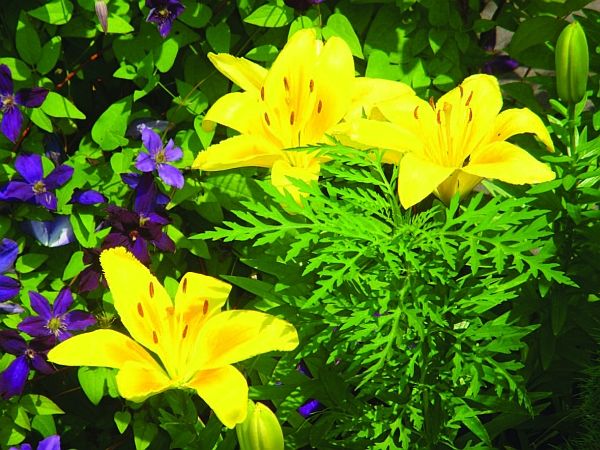 Олёна Ростова - Автограф