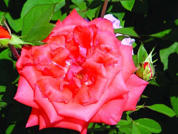 Олёна Ростова - Автограф