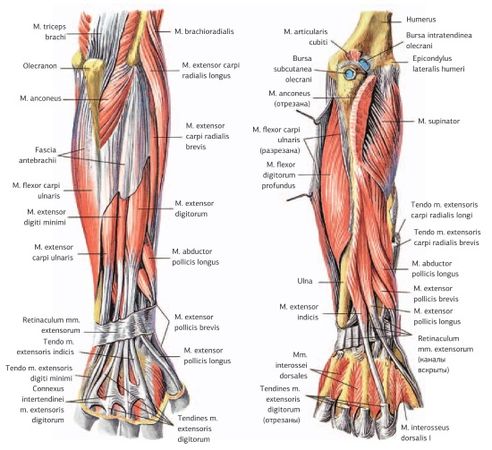 Дмитрий Киселев - Кинезиотейпинг в лечебной практике неврологии и ортопедии