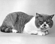 Екатерина Константинова - Домашние кошки