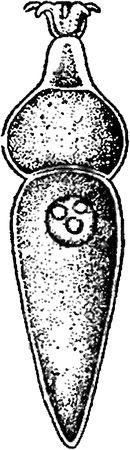 Юлия Касаткина - Я познаю мир. Ботаника