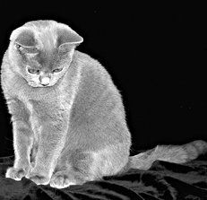 Екатерина Константинова - Домашние кошки