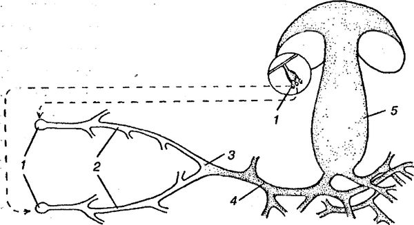 Юлия Касаткина - Я познаю мир. Ботаника
