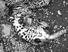 Екатерина Константинова - Домашние кошки