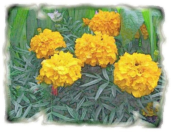 Дина Бакулина - Зачем живут патиссоны?