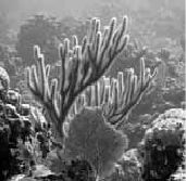 Викентий Преображенский - Удивительная океанология