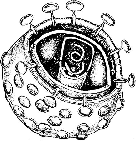 Юлия Касаткина - Я познаю мир. Ботаника