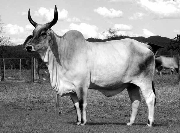 Дмитрий Бердышев - Самые необычные животные