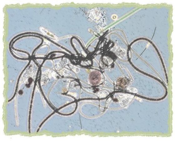 Дина Бакулина - Зачем живут патиссоны?