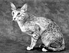 Екатерина Константинова - Домашние кошки