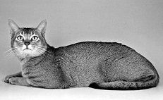 Домашние кошки