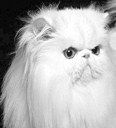 Екатерина Константинова - Домашние кошки