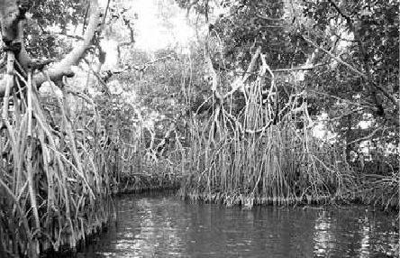 Викентий Преображенский - Удивительная океанология