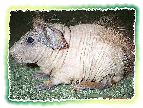 Дина Бакулина - Зачем живут патиссоны?