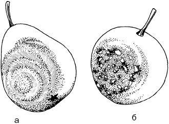 Светлана Ермакова - Календарь современного садовода. Защита сада и огорода от...