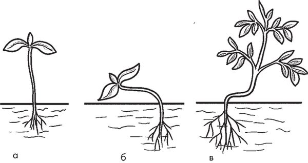 Сергей Кашин - Овощи, ягоды, фрукты. Умная рассада и бережное хранение