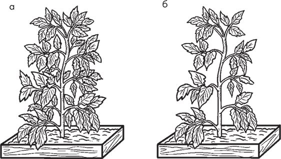 Сергей Кашин - Овощи, ягоды, фрукты. Умная рассада и бережное хранение