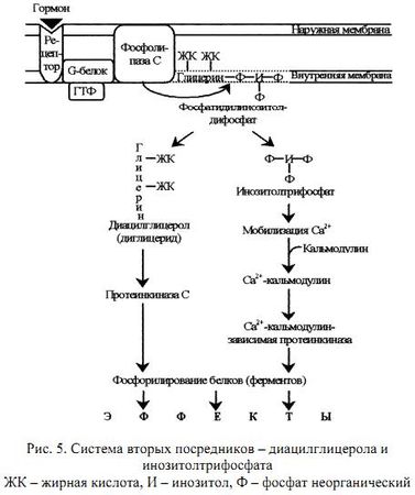Алла Масловская - Биохимия гормонов